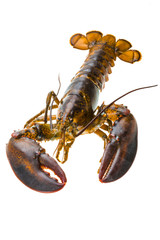 Raw lobster