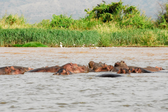 Hippo on Chamo Lake (Ethiopia)