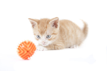 red kitten isolated on white background
