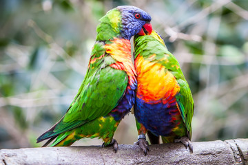 Rainbow parrot