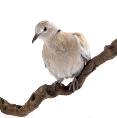 Dove