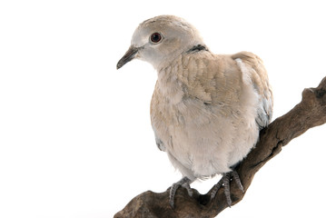 Dove