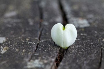 Obraz premium bleeding heart flower on wooden background