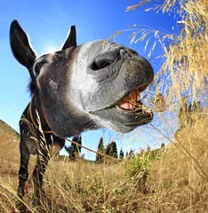 Tuinposter Donkey © rainmanzd