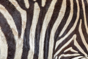 Fototapeta na wymiar Tekstury skóry zebry