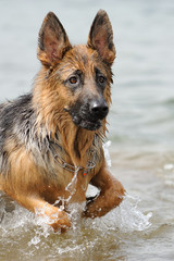 Deutscher Schäferhund 215