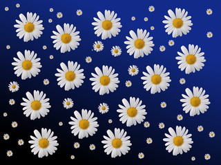Fractal background with chamomile,