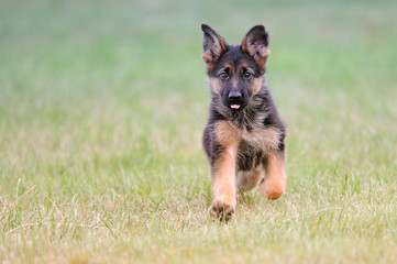 Deutscher Schäferhund 192