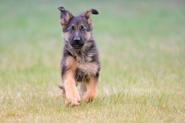Deutscher Schäferhund 191