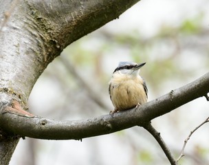 Passerine Bird