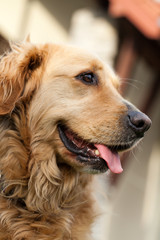 portrait of beautiful golden retriever