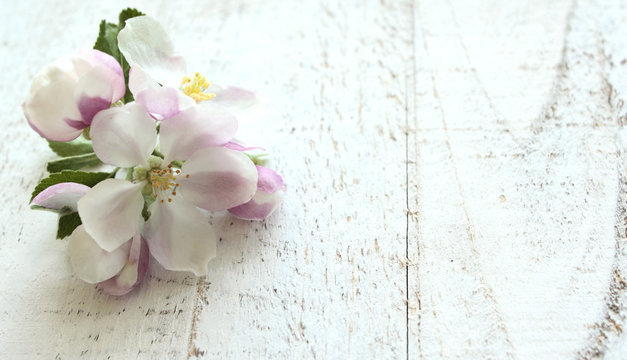 Kirschblüte auf weißem Holz als Hintergrund, Querformat