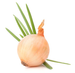 Onion bulb