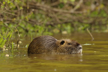Myocastor coypus - ragondin