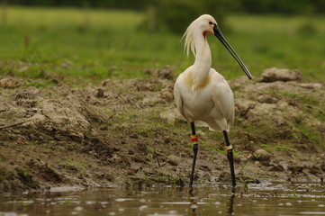 Spatule blanche baguée au bord de l'eau