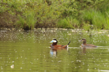 Couple d'erismature rousse