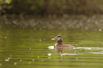 Erismature rousse femelle