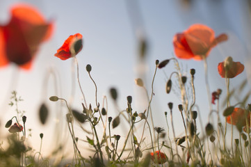 poppy flower field