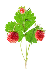 Wild strawberry isolated on white background, closeup