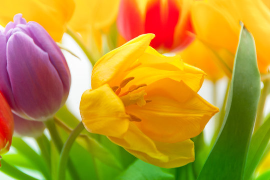 colored tender tulips in spring bouqet