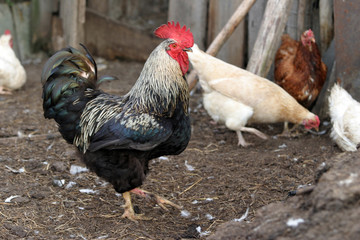 chicken family