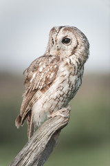 Tawny Owl