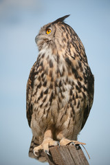 Eagle Owl