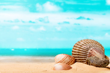 Shells on the beach