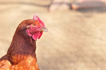Image of head of brown hen with space on right side