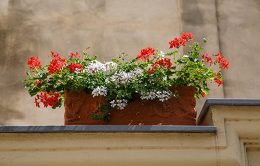 Fototapeta na wymiar Red and White Flowers in Planter