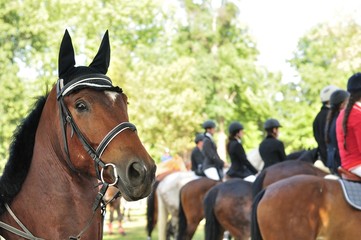 Fototapeta premium Portrait of nice brown horse