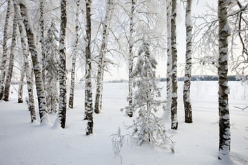 Fototapeta premium zimowy krajobraz