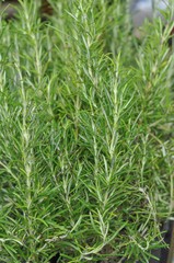 Rosemary