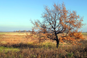 Autumn walk in the fields