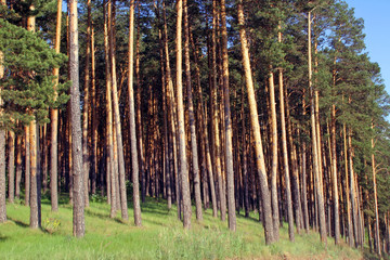 forest fringe