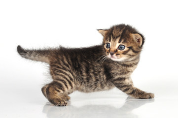 Fototapeta na wymiar beautiful cute 20 days old kitten