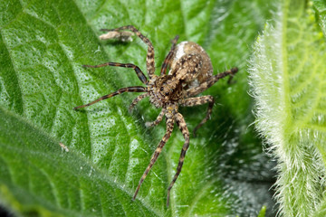 Macro photo of a hunting spider (TrochosaTerricola)