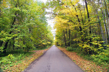 Naklejka premium autumn landscape