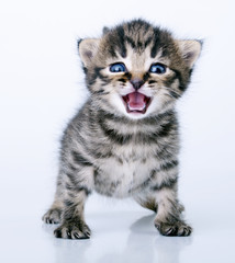 little 2 weeks old kitten