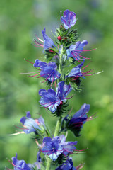 Obraz premium summer Flowers