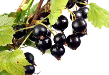Branch of black currant on a white background.