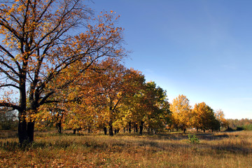 autumn day in the oak grove