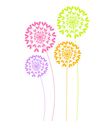 Colorful dandelion flowers
