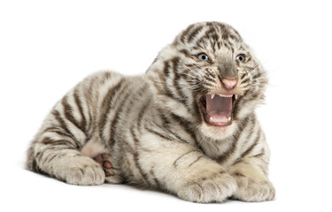 White tiger cub roaring and lying, 2 months old, isolated