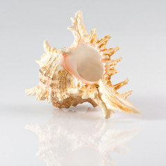 sea shell on white