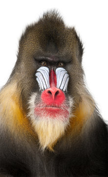 Close-up of a Mandrill, Mandrillus sphinx, isolated on white