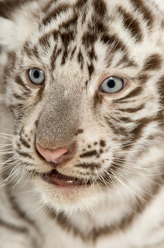 Close-up of a White tiger cub, 2 months old