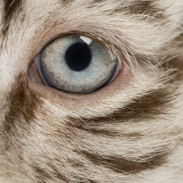 Macro of a White tiger cub eye, 2 months old