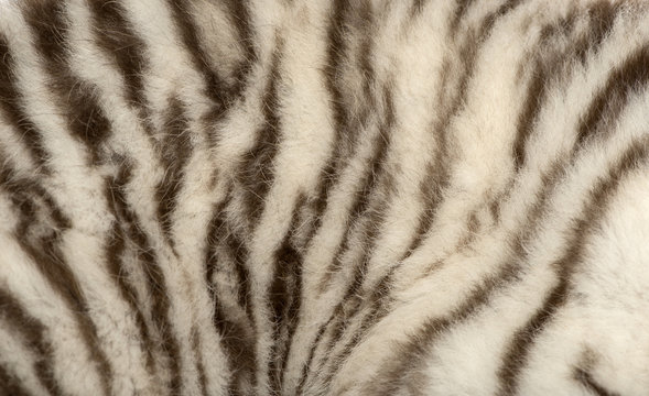 Macro of a White tiger fur