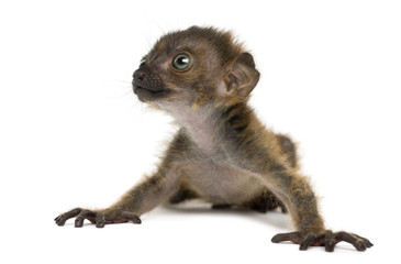 Obraz premium Baby Blue-eyed Black Lemur looking up, (20 days old)